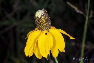 Mexican Hat May 2020